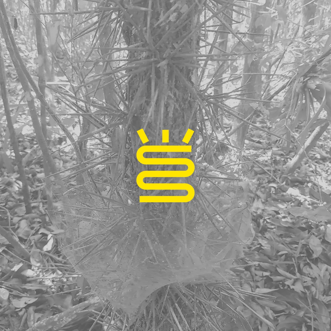 Panaceias Cover