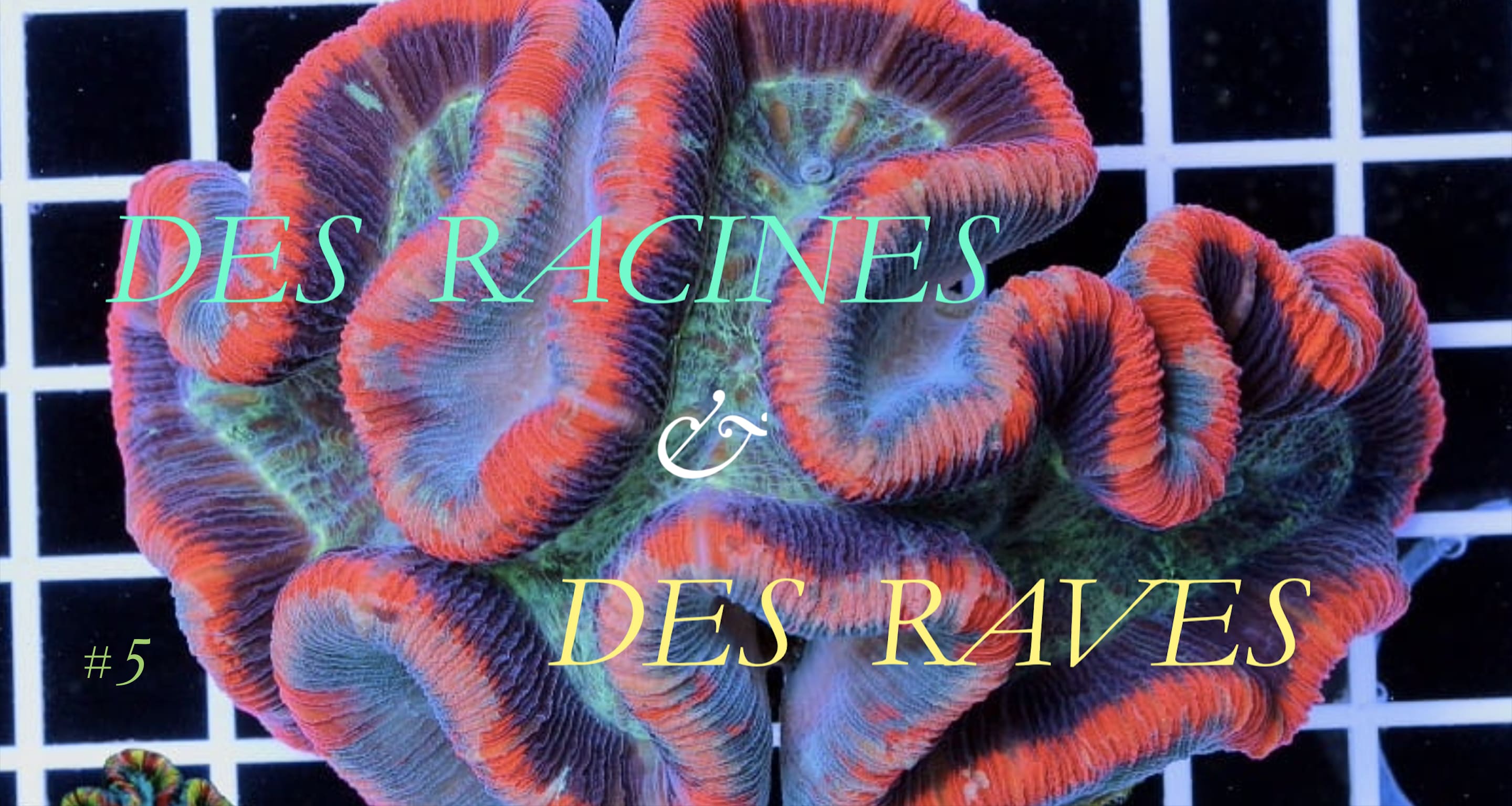 Bang Bros Night #5 : Des Racines & Des Raves Cover