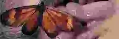 Blur Background