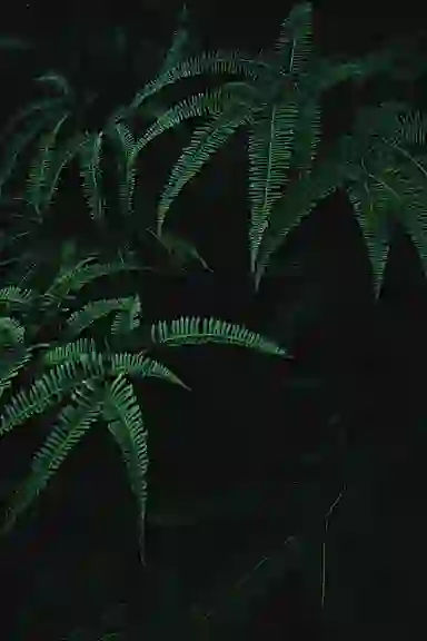 Blur Background