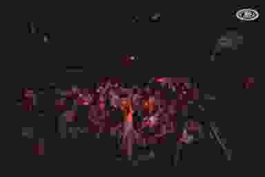 Blur Background