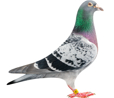Rock Dove