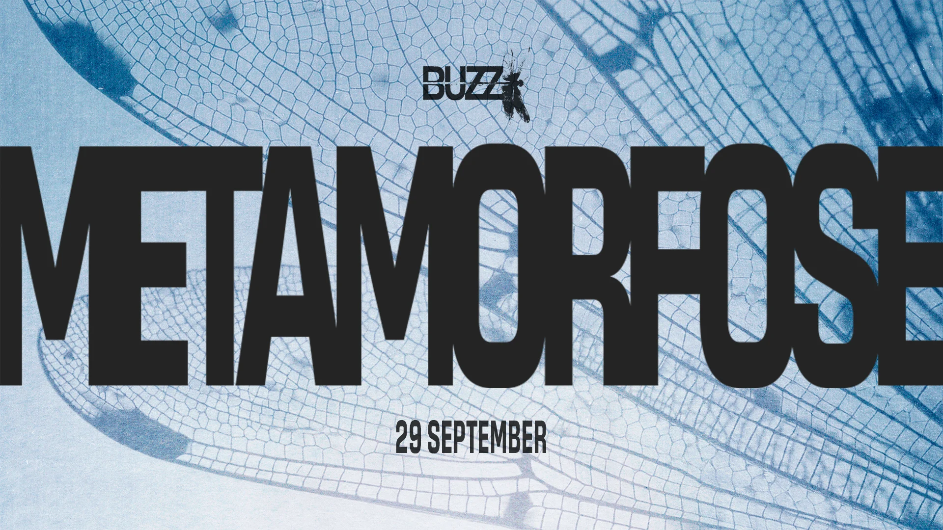 Buzz | Metamorfose