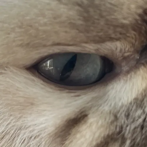 eyeseeyou