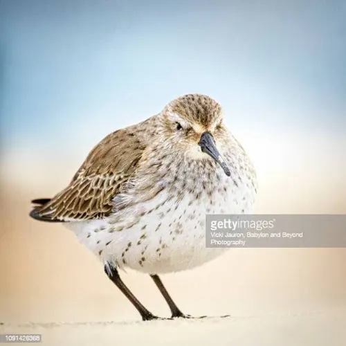 𝓕𝓮𝓵𝓲𝓭𝓪𝓮