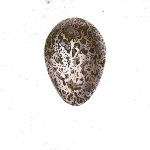 The Speckled Egg