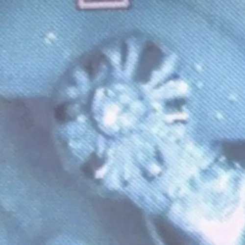 SW4NN