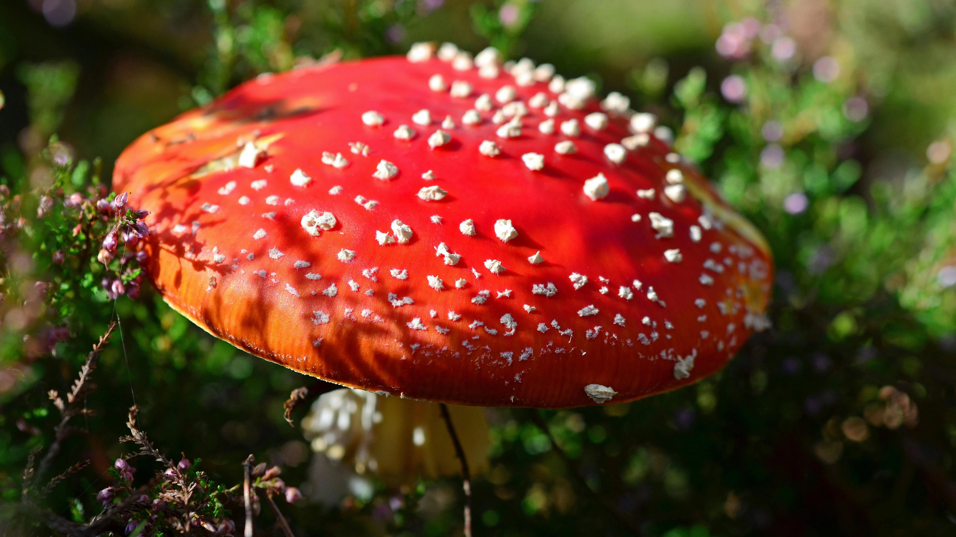 Book Club Radio Meeting #35 Mushrooms