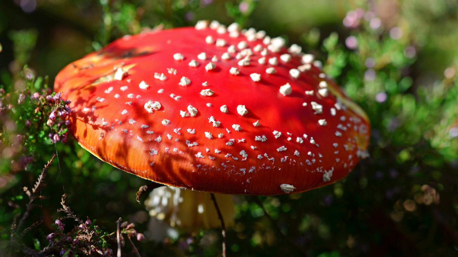 Book Club Radio Meeting #35 Mushrooms