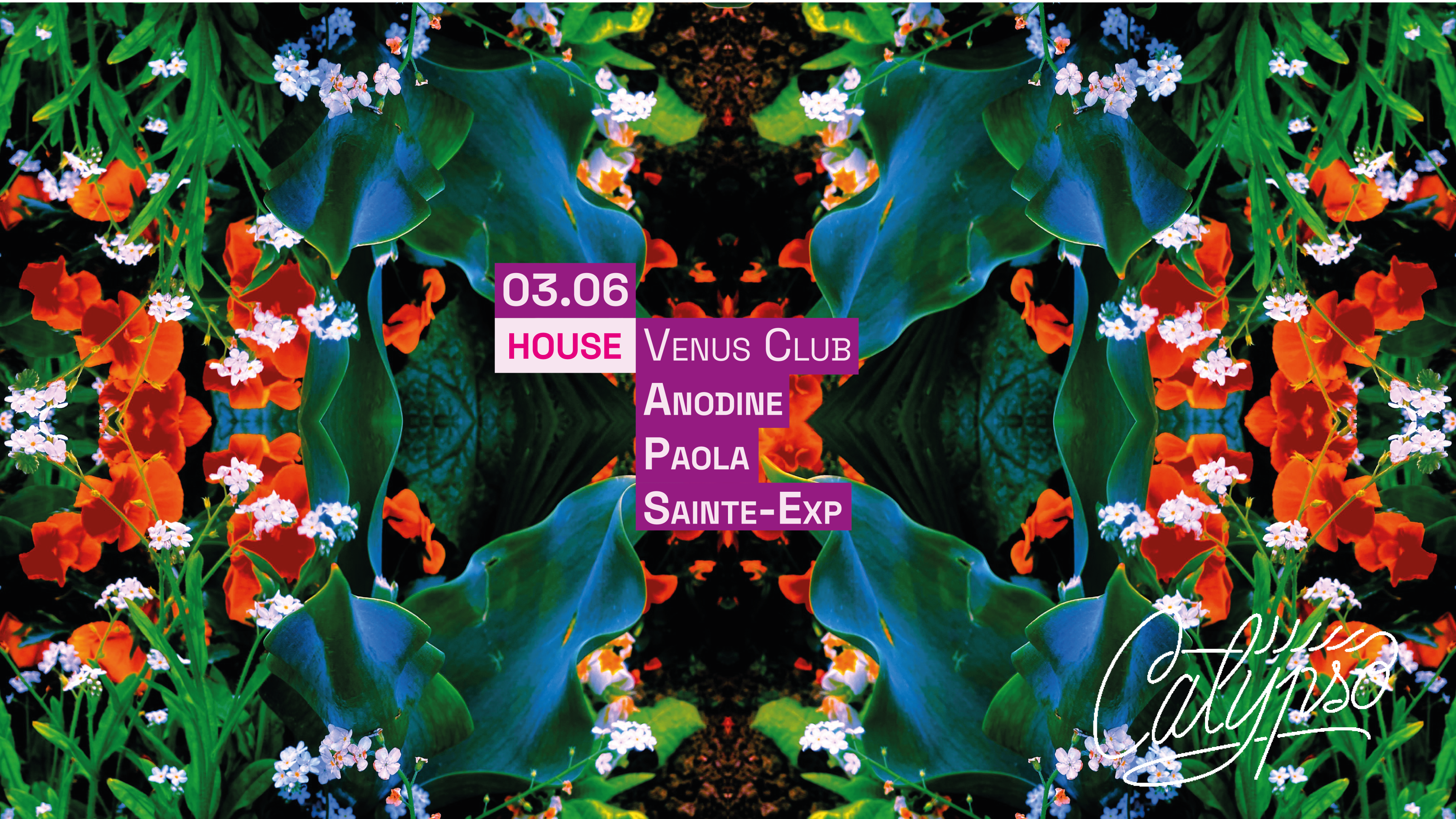 Club Calypso : Venus Club