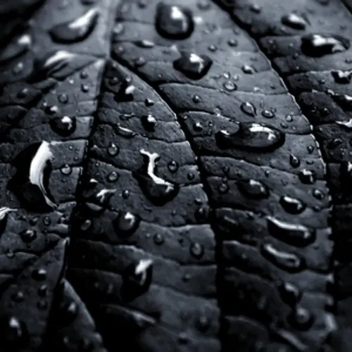 Black Drops