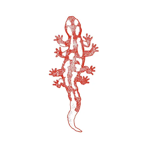 MAGNOOT