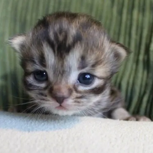 gatinhocanela