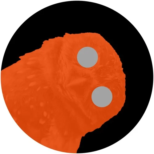 oiseauxdenuits