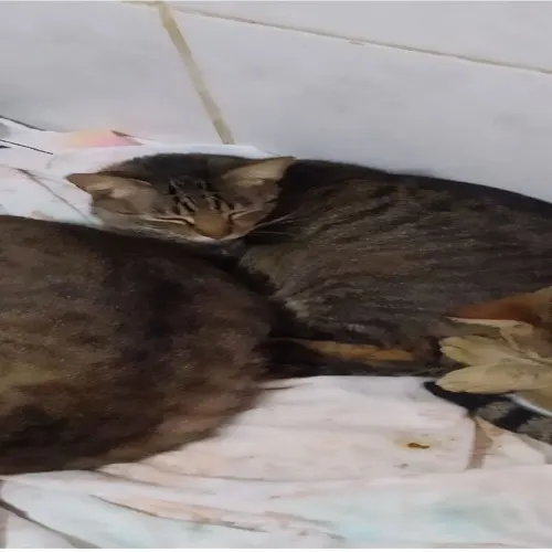 GATINHOSMUITOFOFINHOS