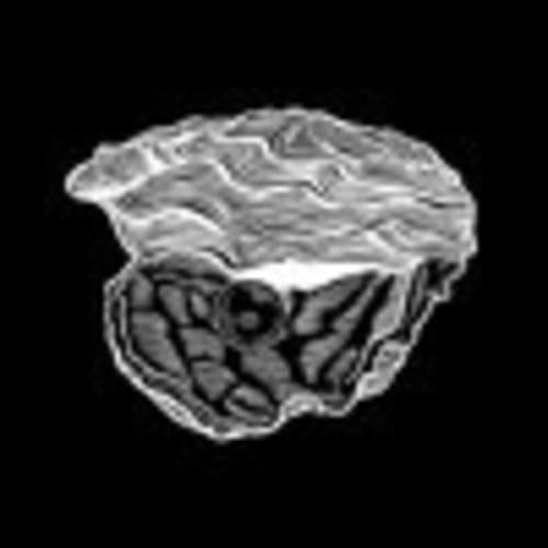 Kalahari Oyster Cult