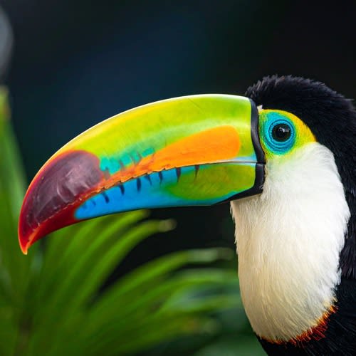 Coco Bongo