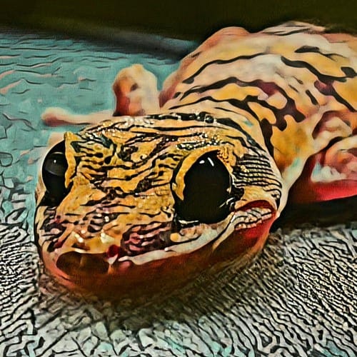 Jecko