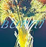 Buriti