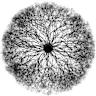 RHIZO