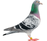 Rock Dove