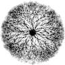RHIZO